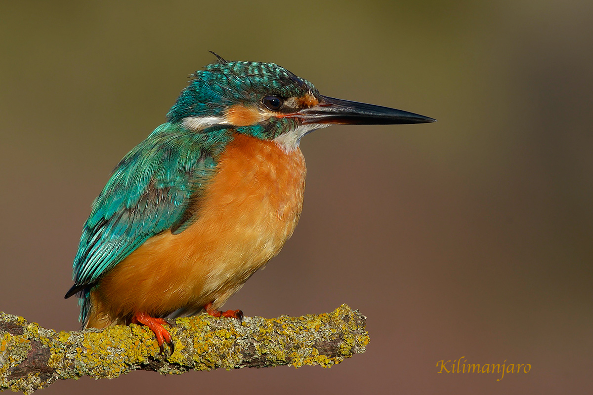 Martino towards evening