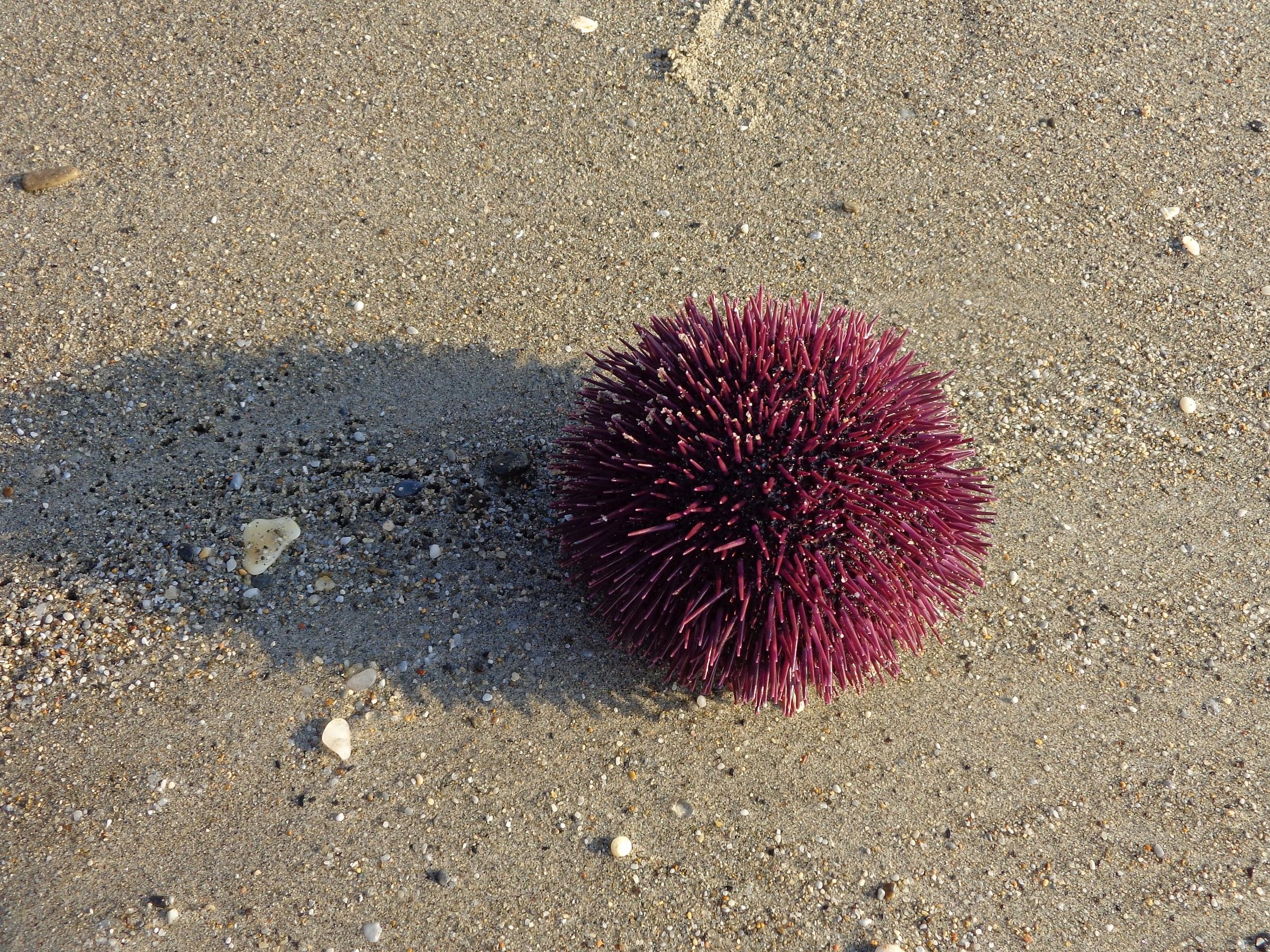 Un riccio solitario in una piccola baia di Nerja
