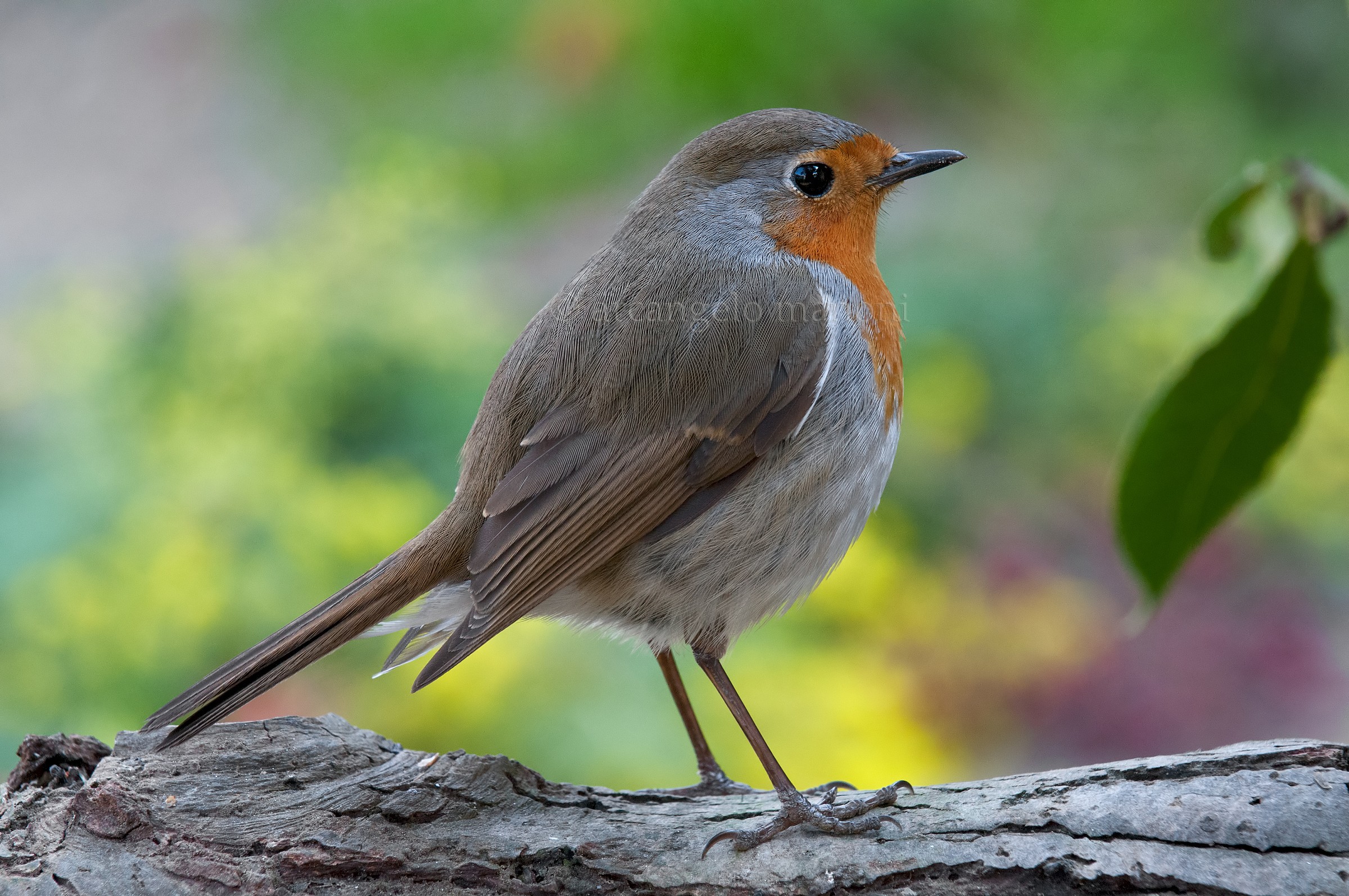A robin in the garden