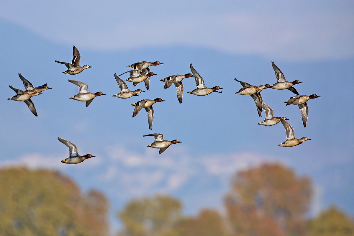 Teals in flight over the lake