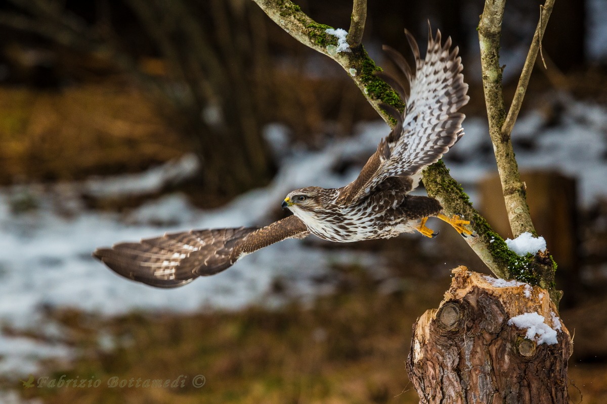 With spread wings ....