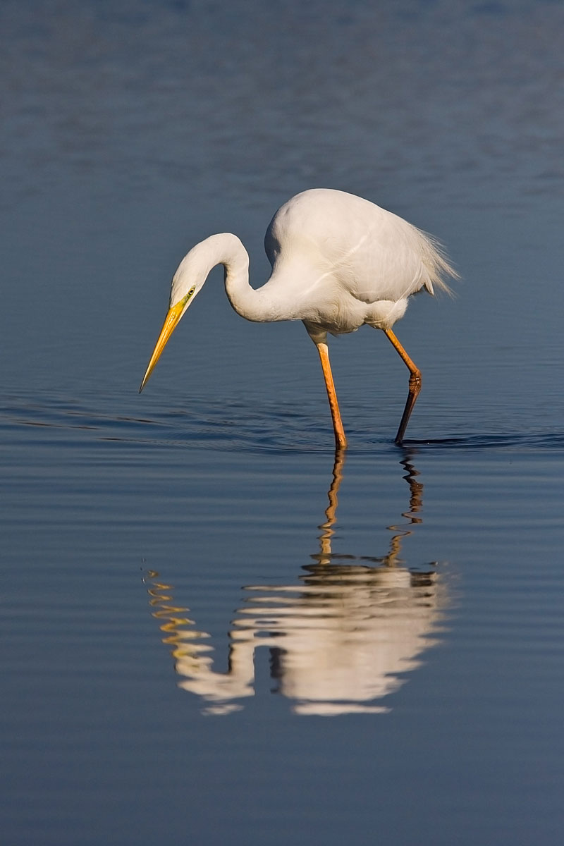 White Egret
