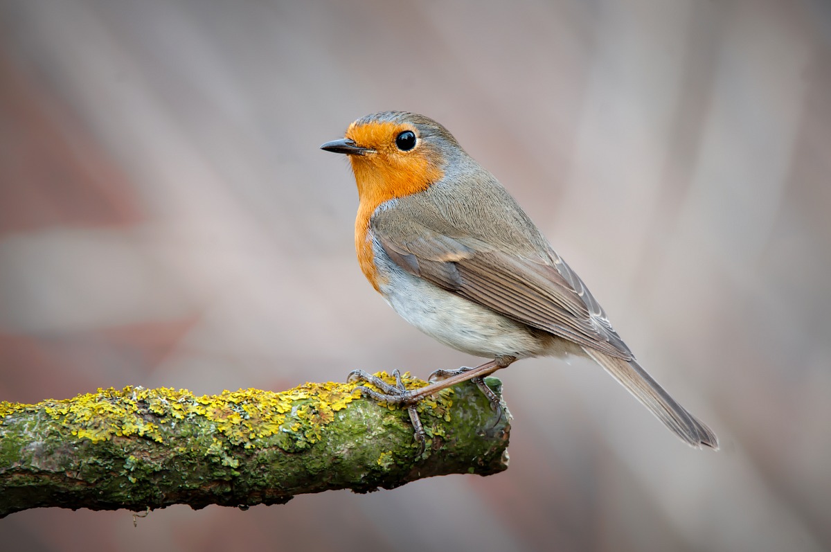 European Robin (Erithacus rubecula)