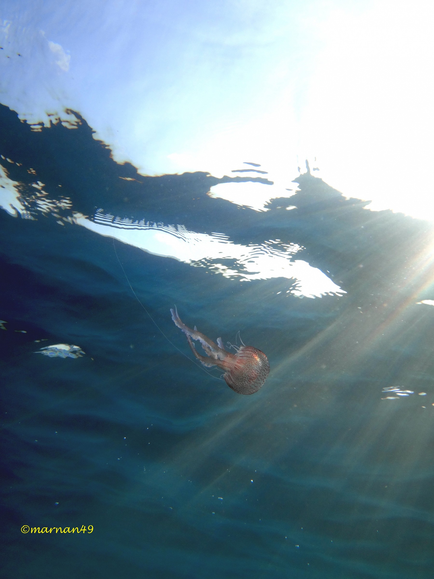 La pelagia nuota armonicamente espandendo l'ombrello