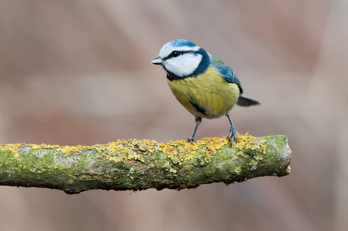 Eurasian Blue Tit (Cyanistes caeruleus)