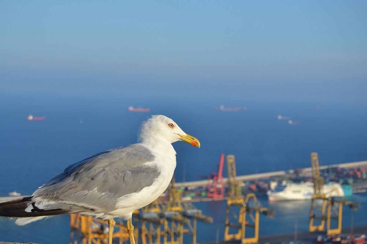 Gabbiano a Montjuïc