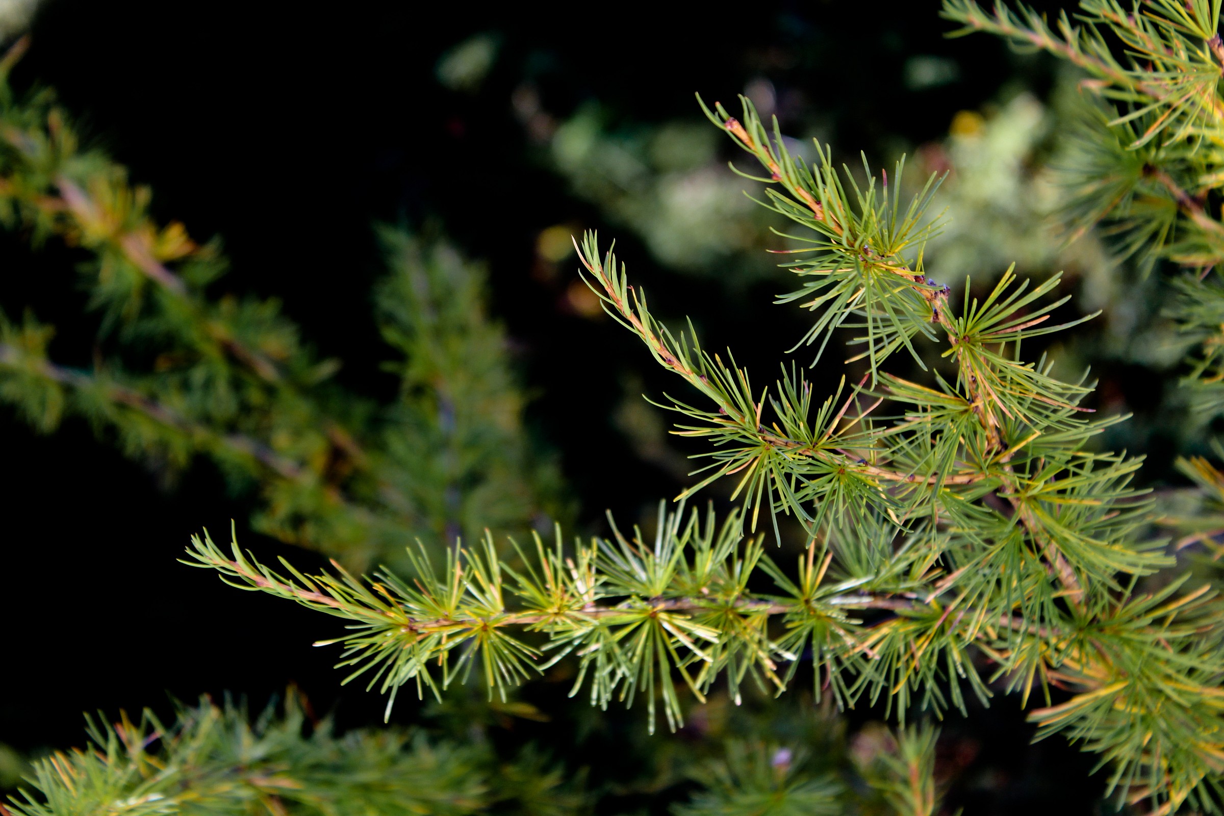 Pine needles _ Macro