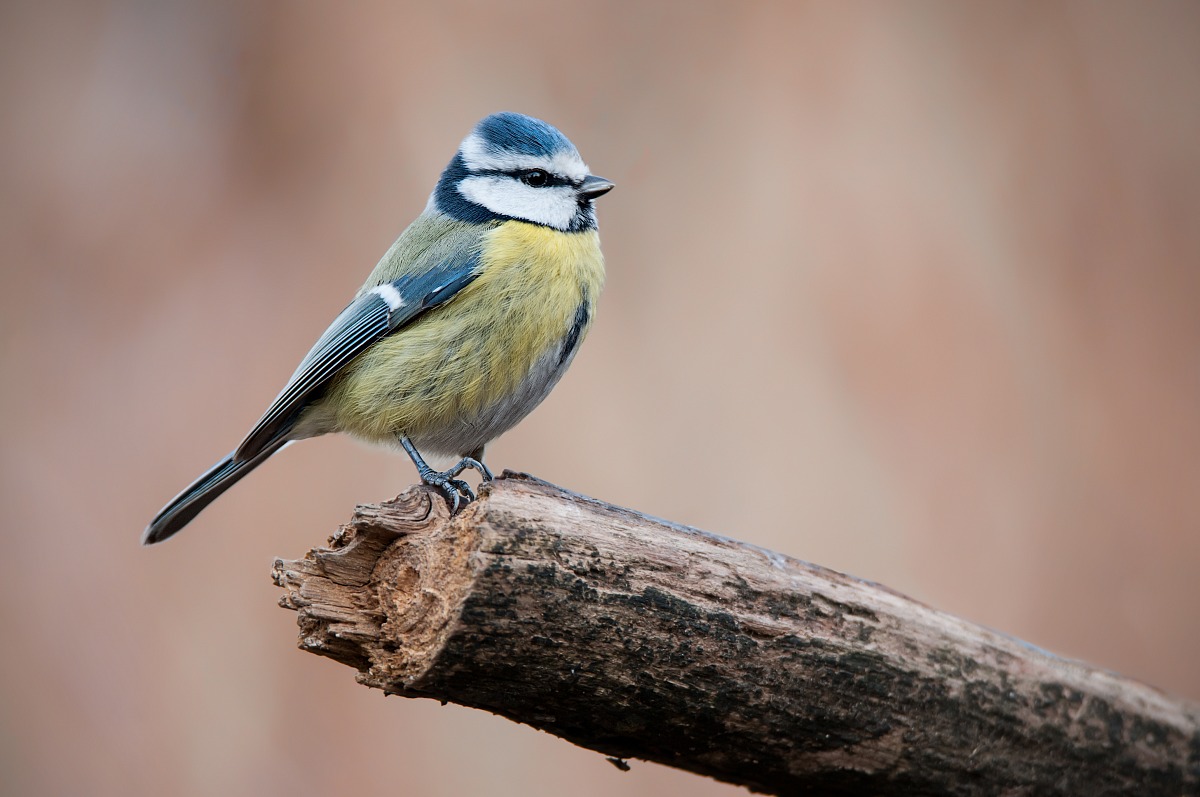 Eurasian Blue Tit (Cyanistes caeruleus)