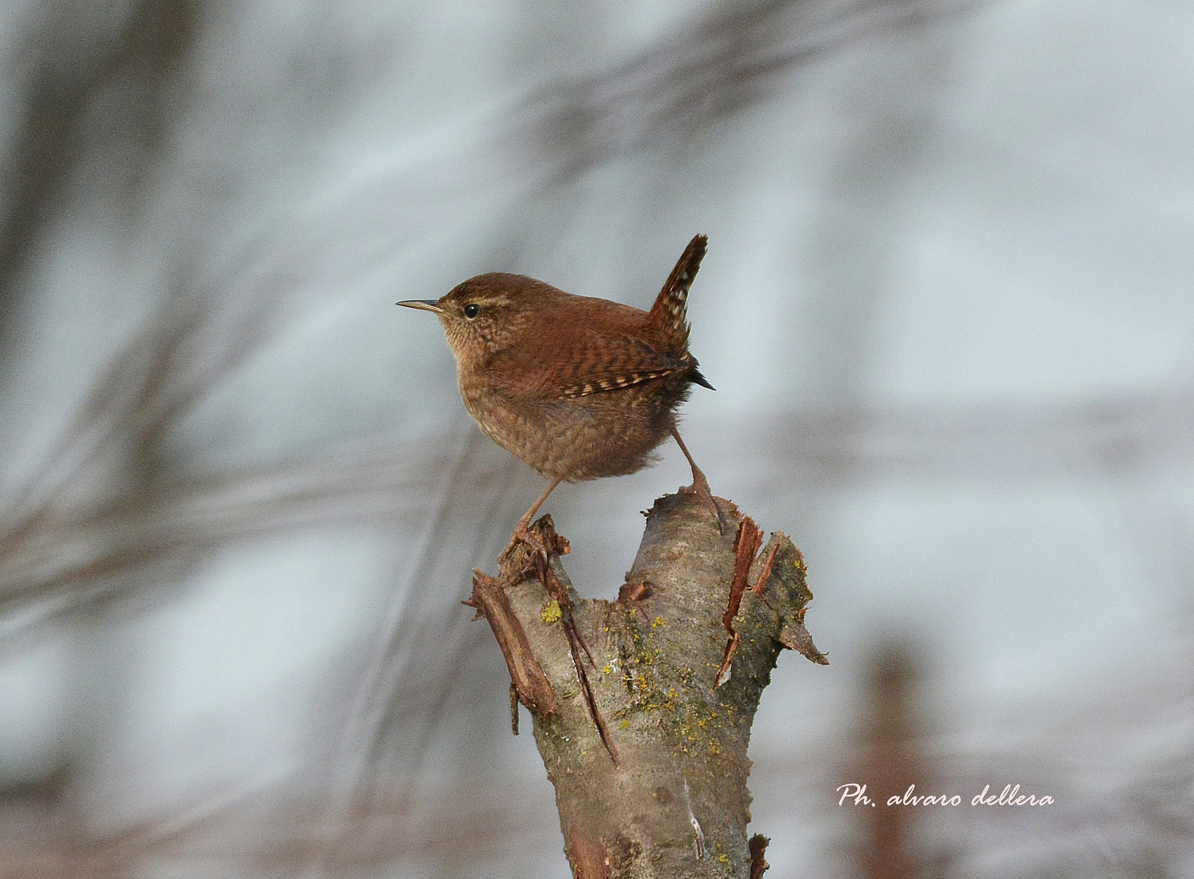 scricciolo dei dossi