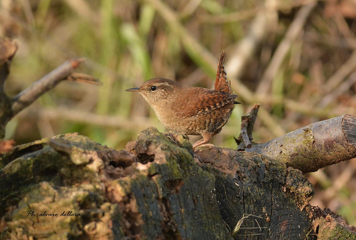 scricciolo fantasma dell'orto