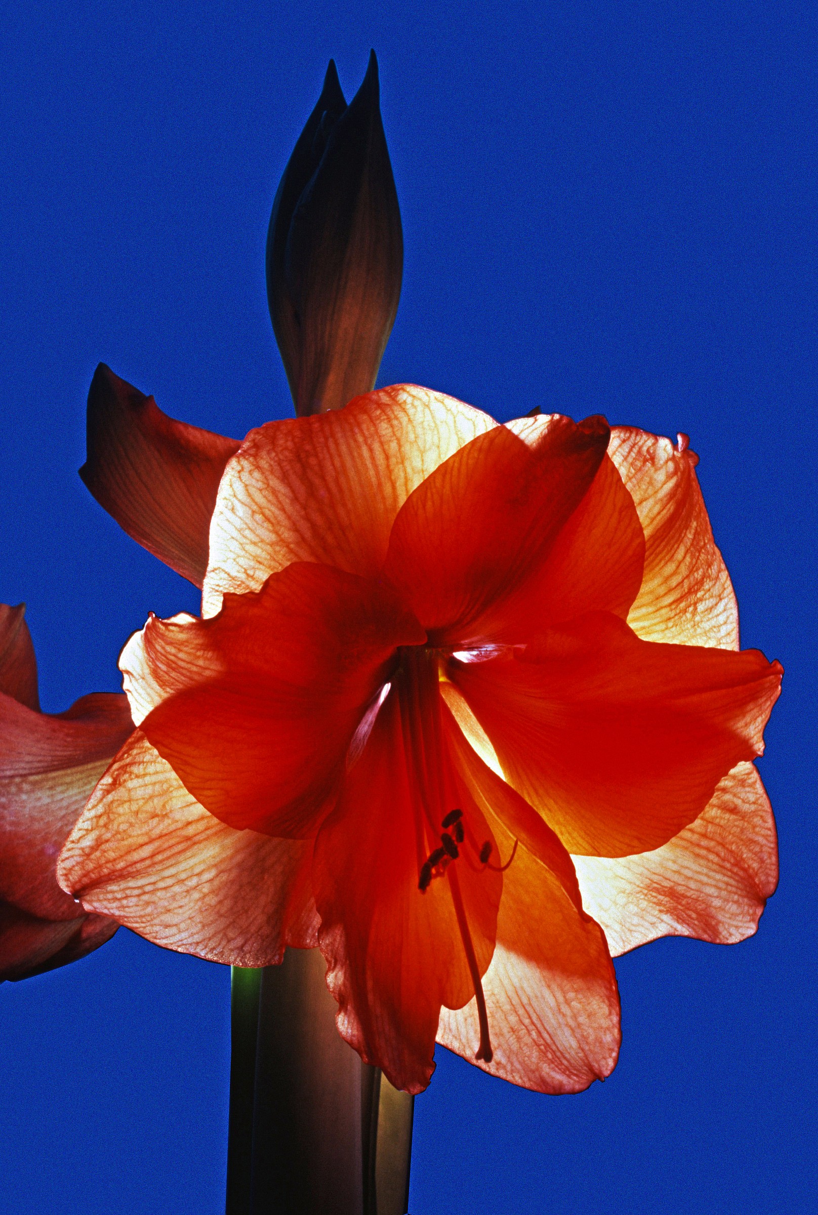 Amaryllis Acceso Dia