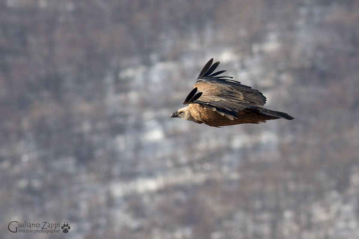 Accarezzando l'aria.