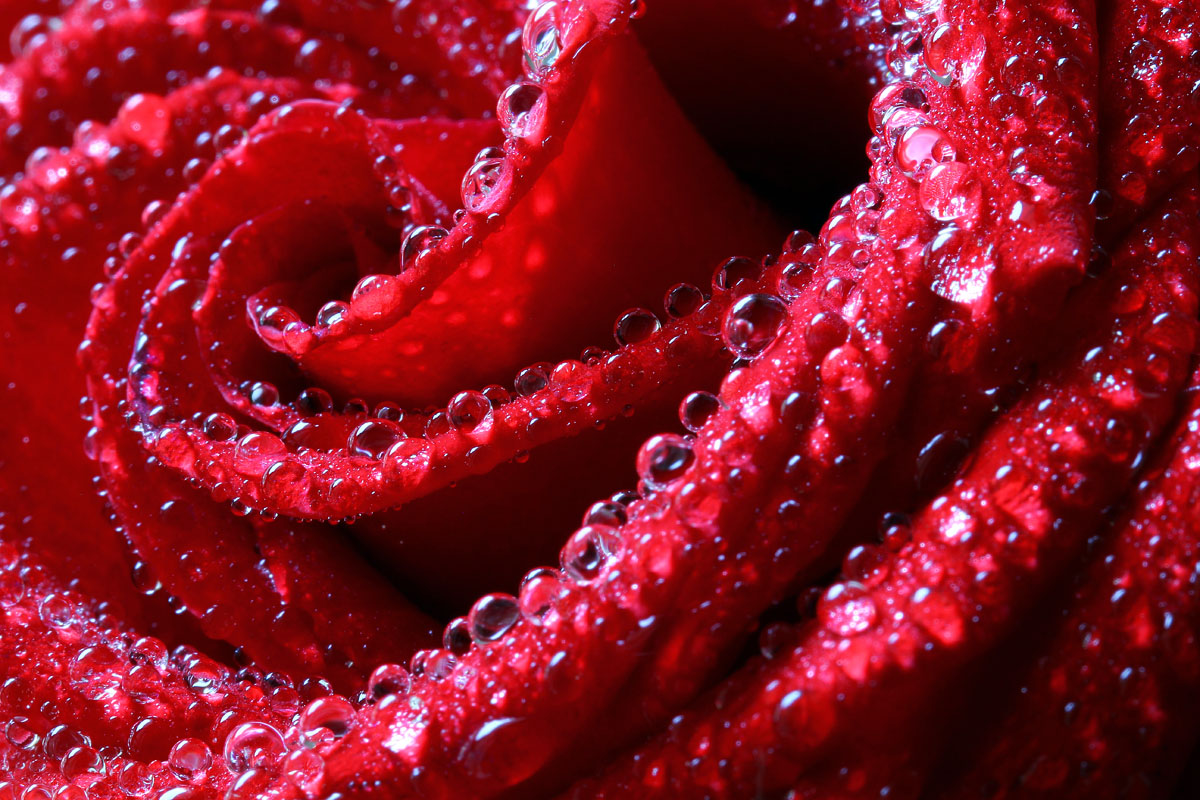 Rosa dopo la Tempesta