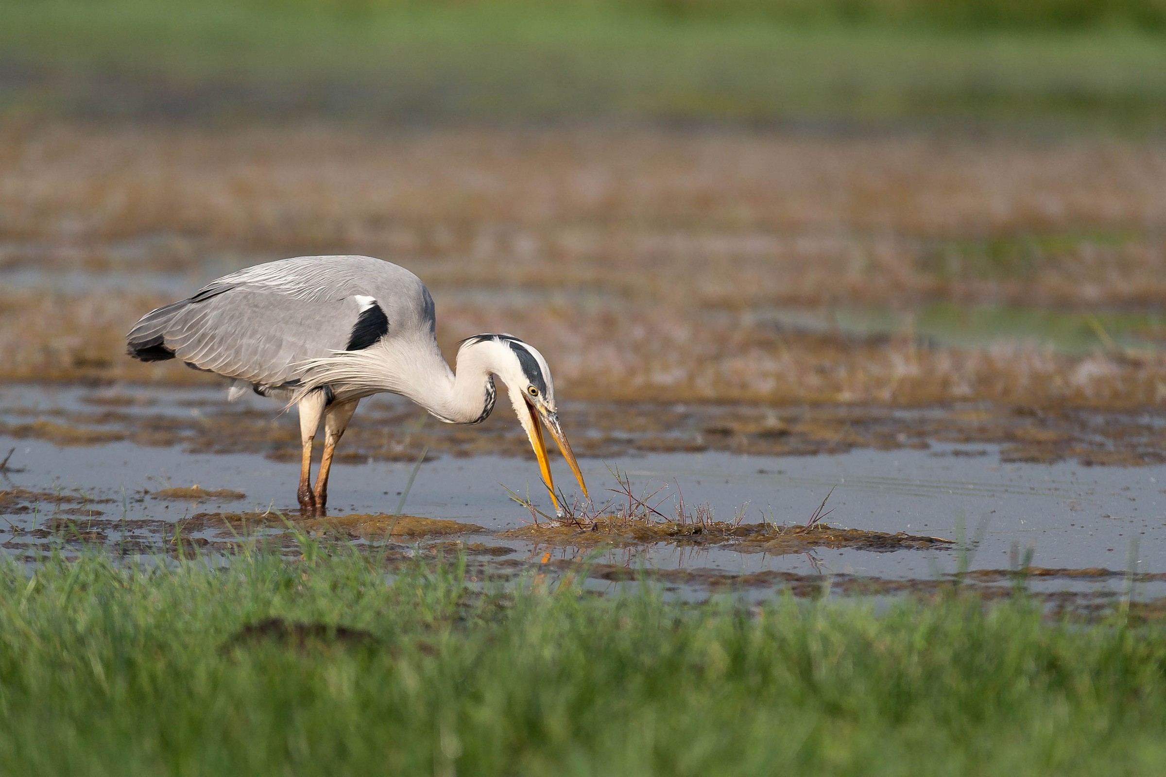Ardea cinerea