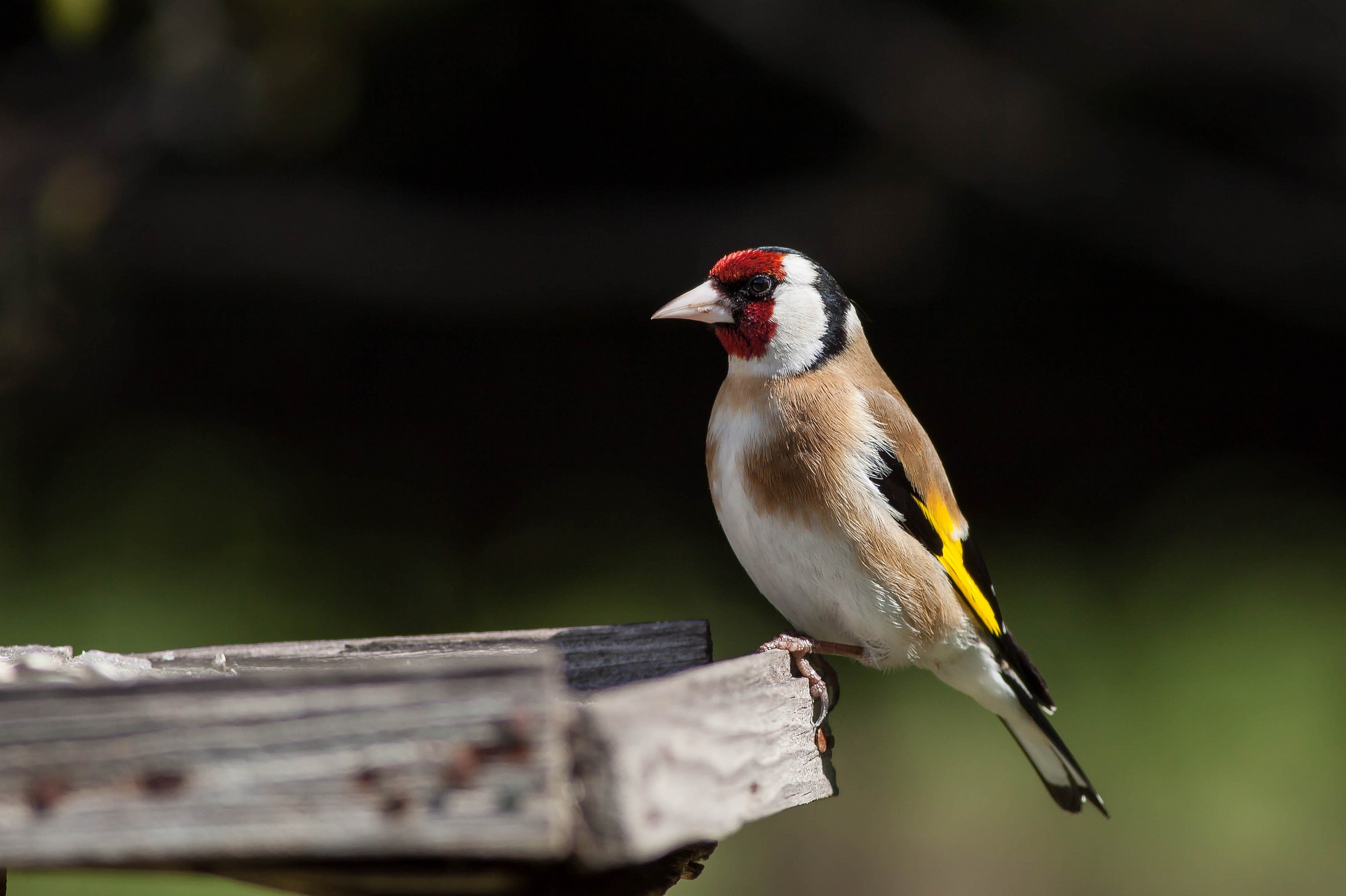 Carduelis carduelis