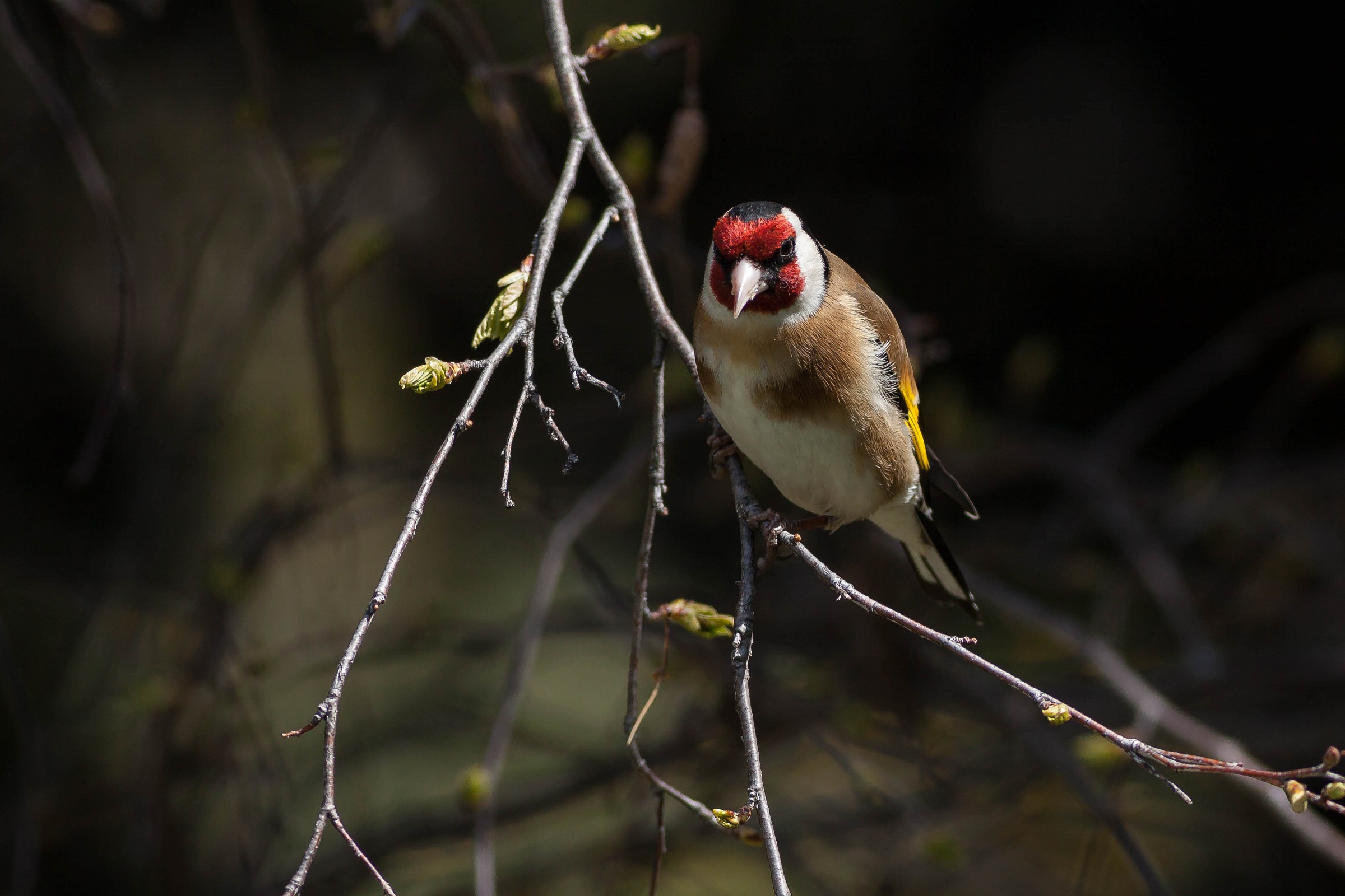 Carduelis carduelis