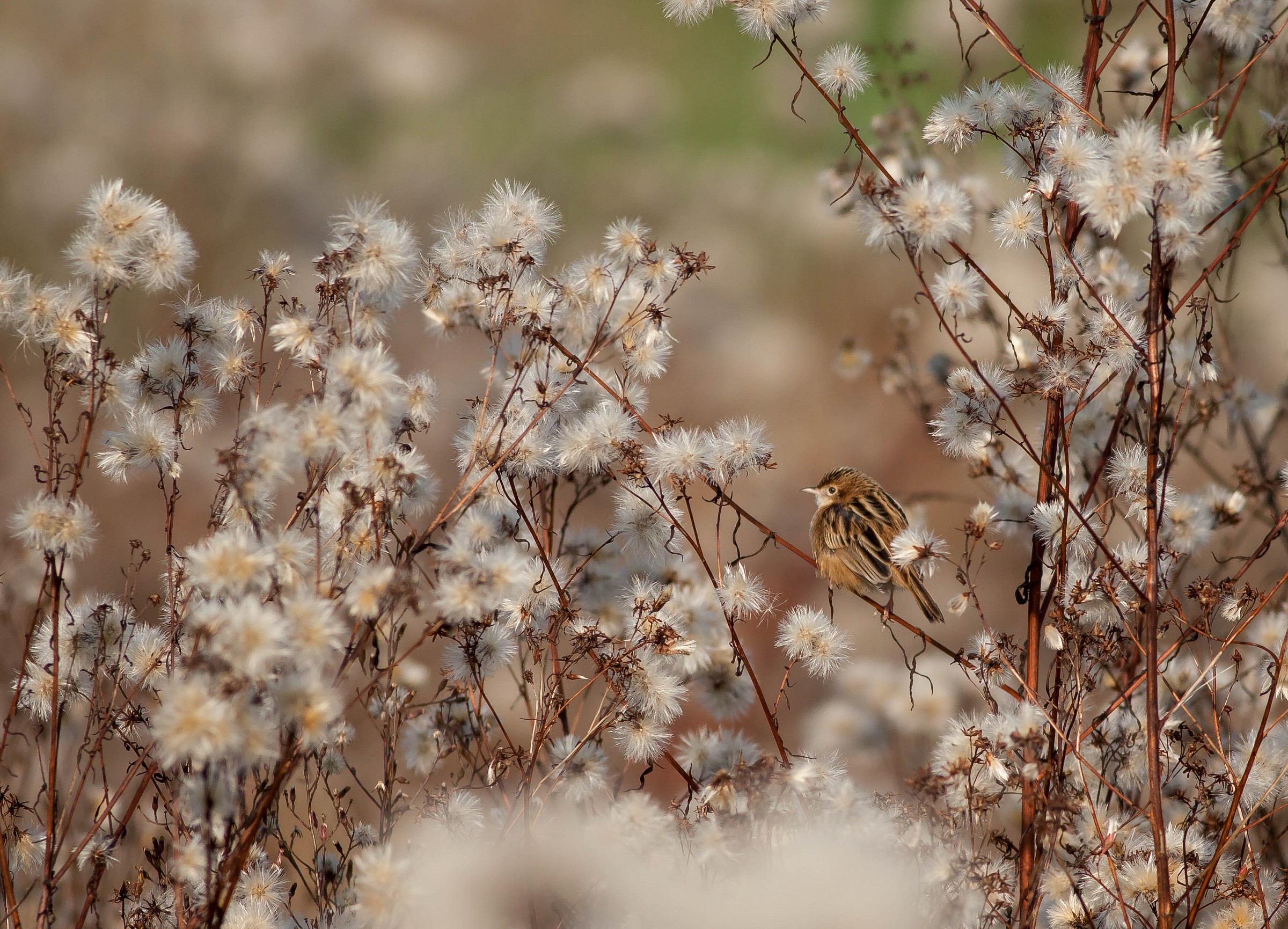 Cisticola juncidis
