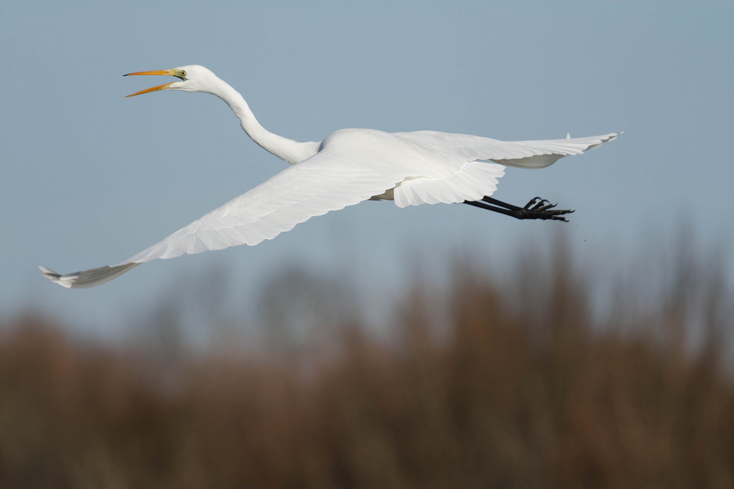 Egretta alba