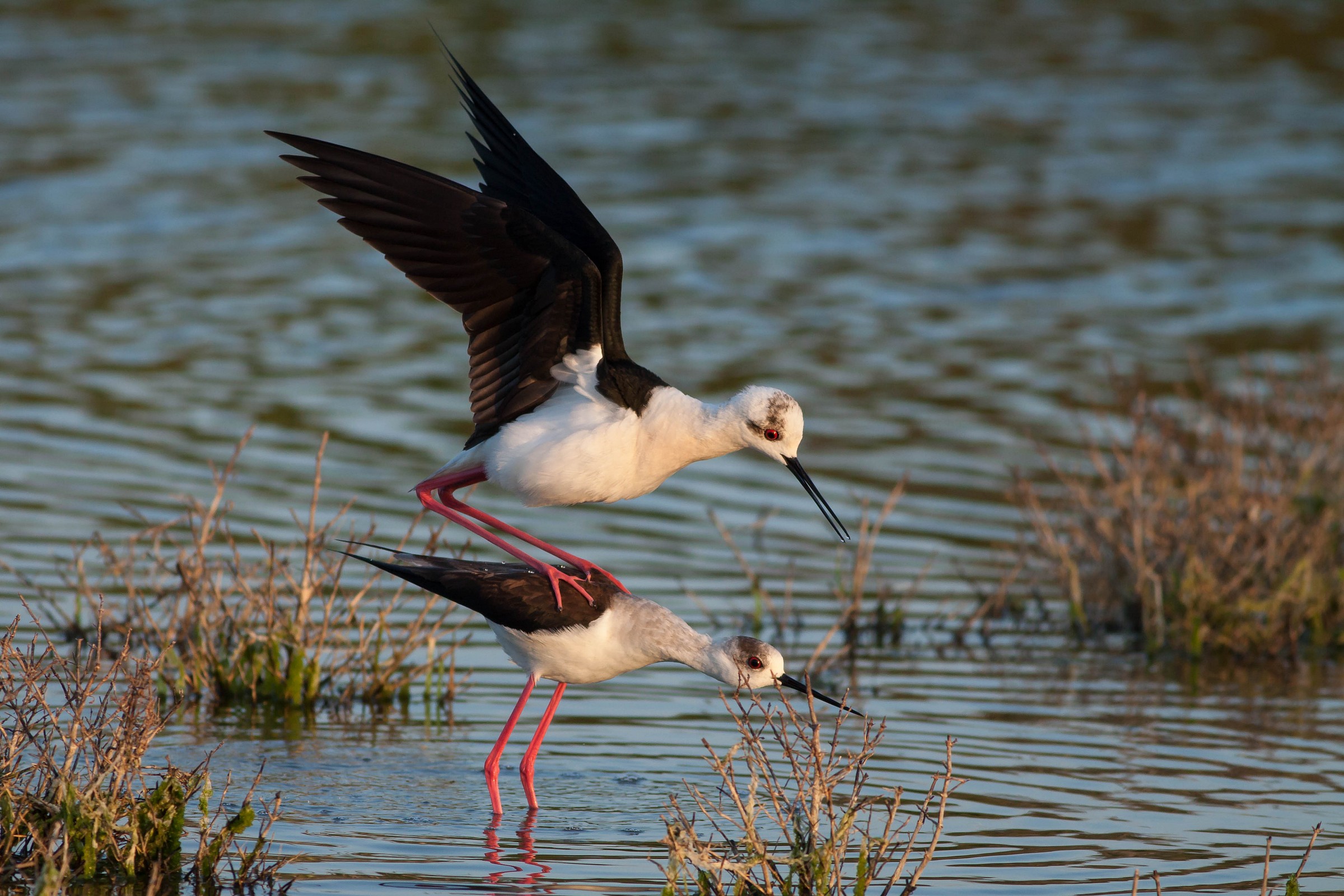 Himantopus himantopus