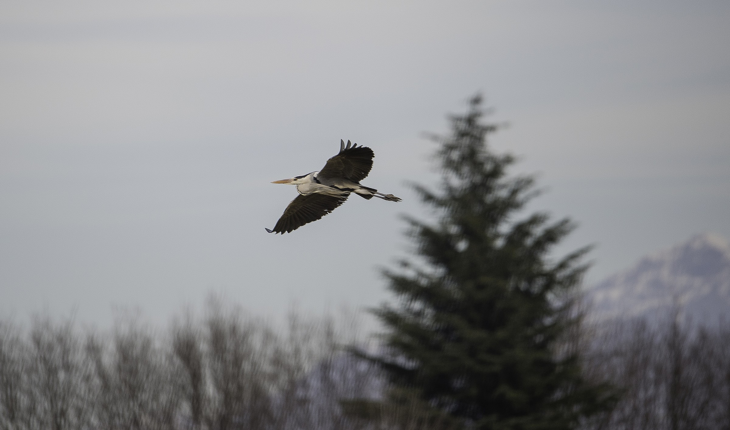 Heron in flight