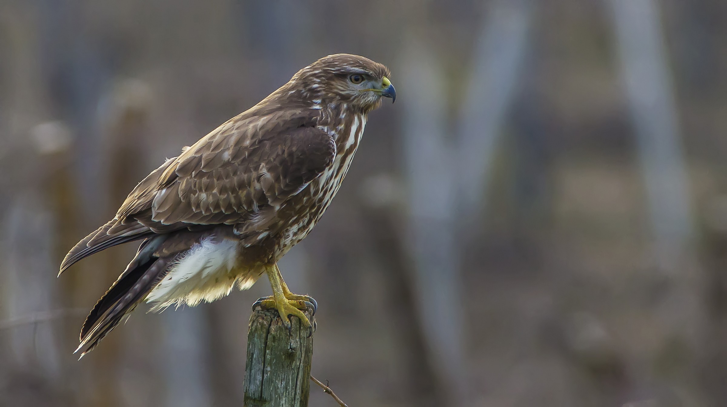Buzzard