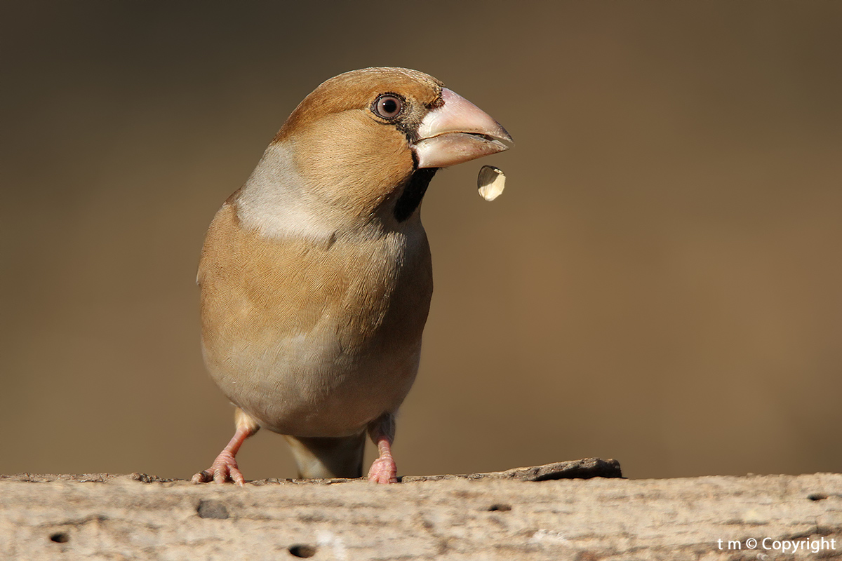 Hawfinch
