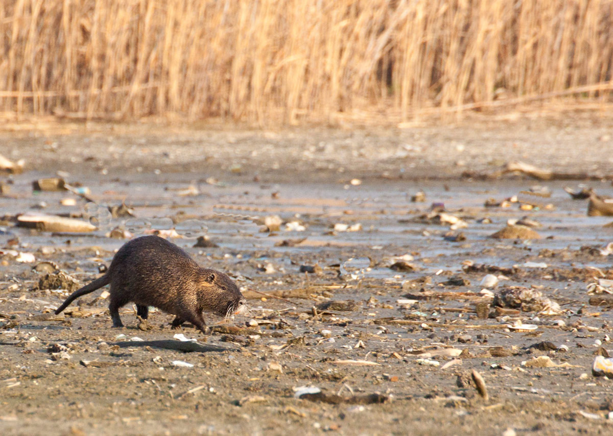 nutria a lavello di calolzio