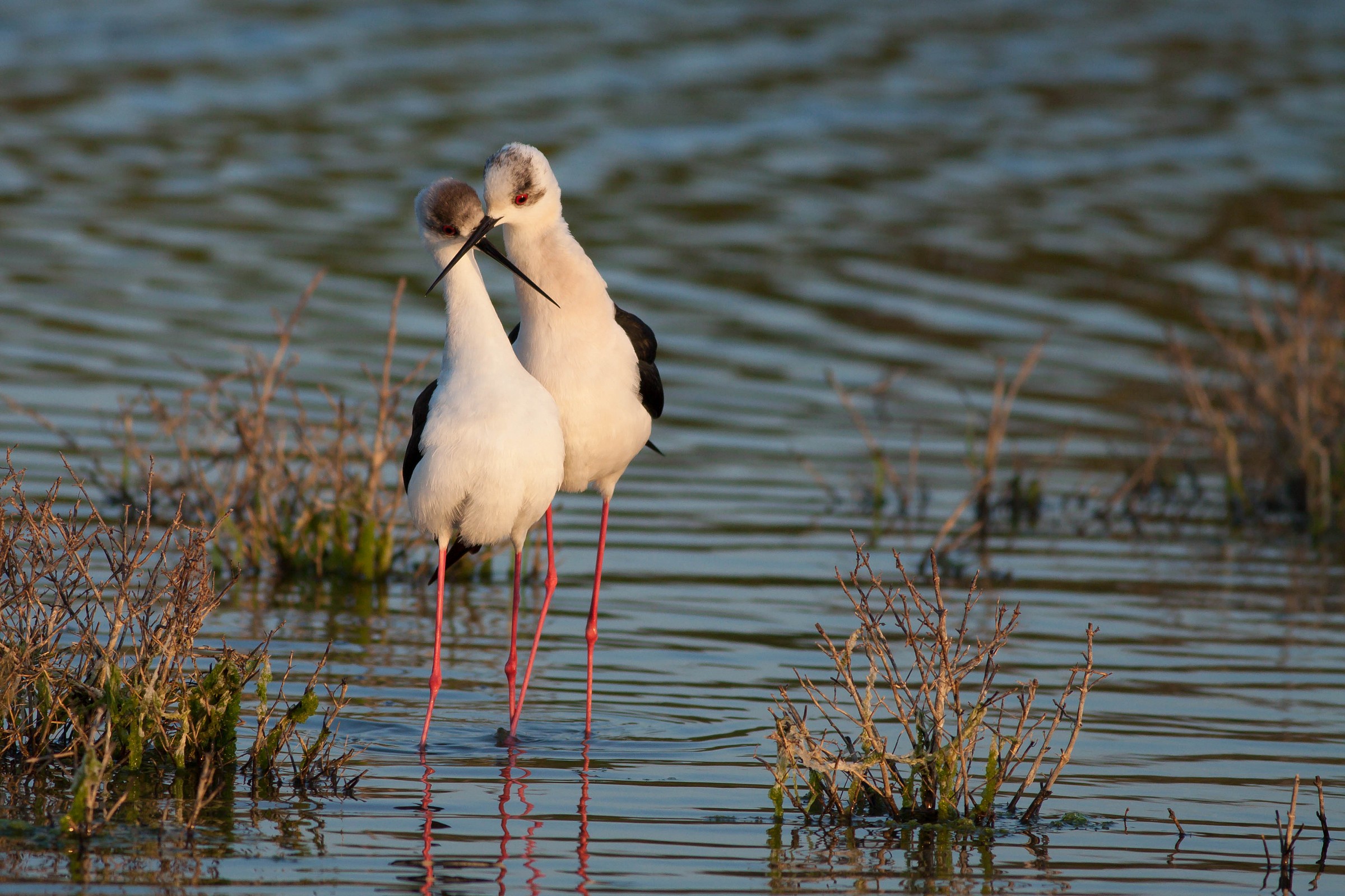 Himantopus himantopus