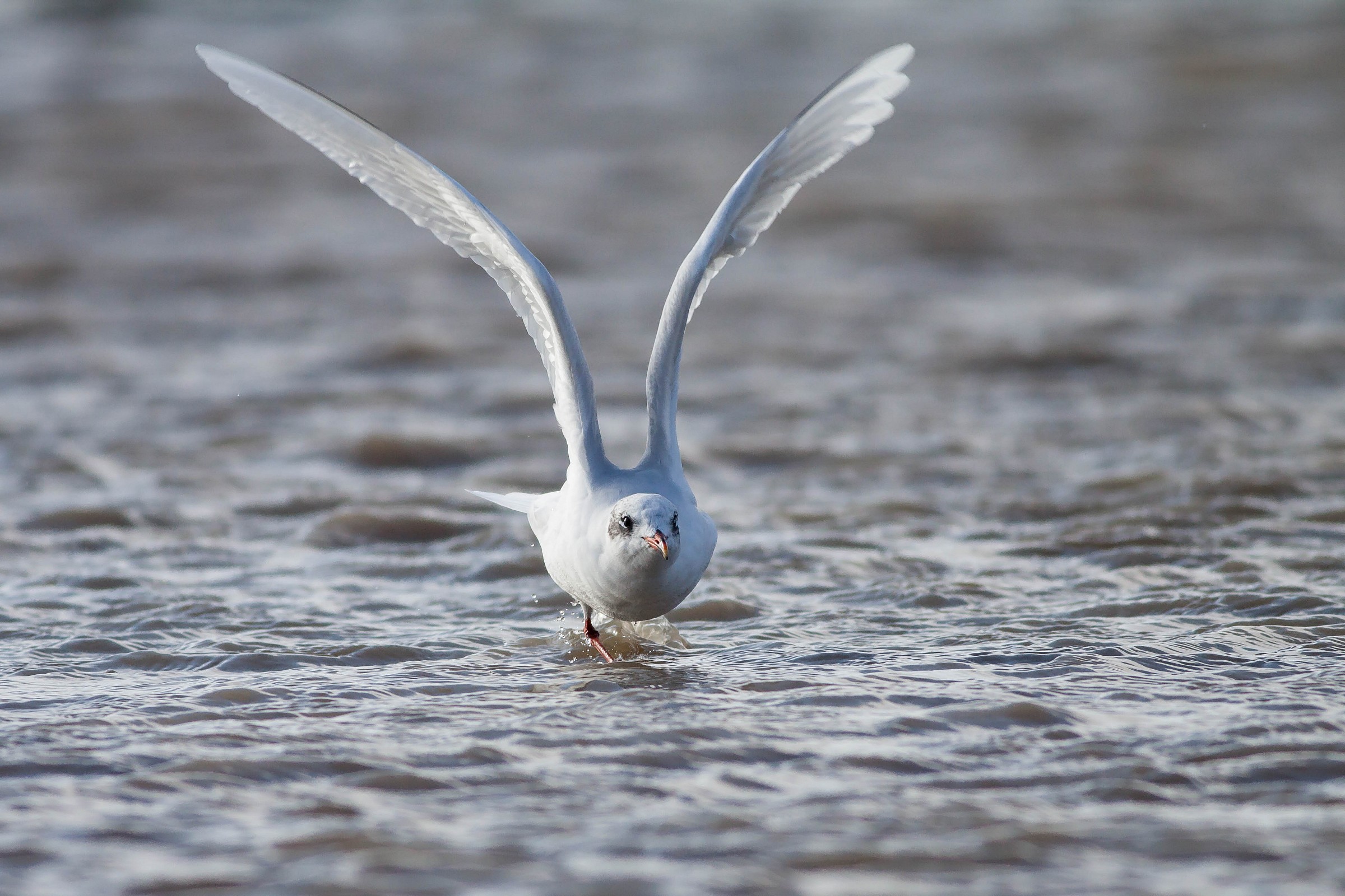 Larus melanocephalus
