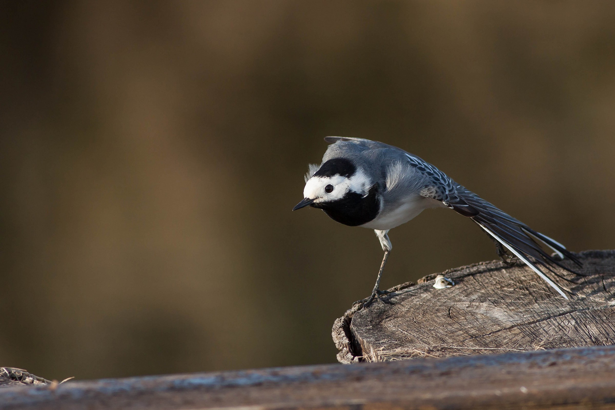 Motacilla alba