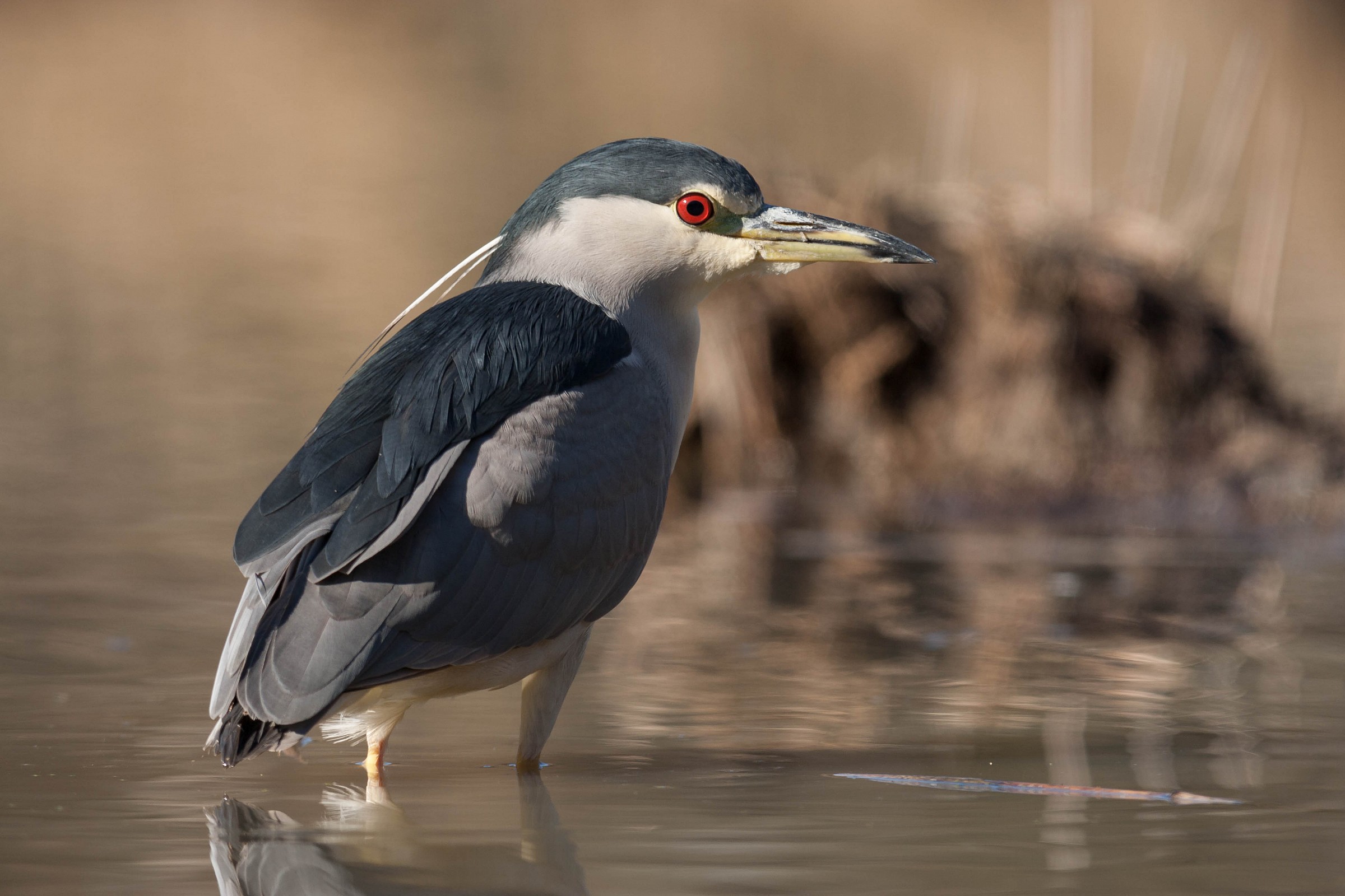 Nycticorax nycticorax