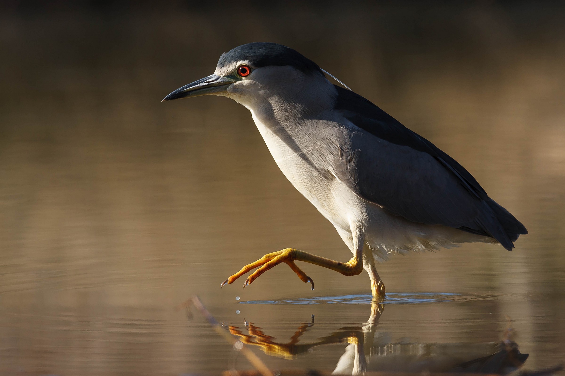 Nycticorax nycticorax