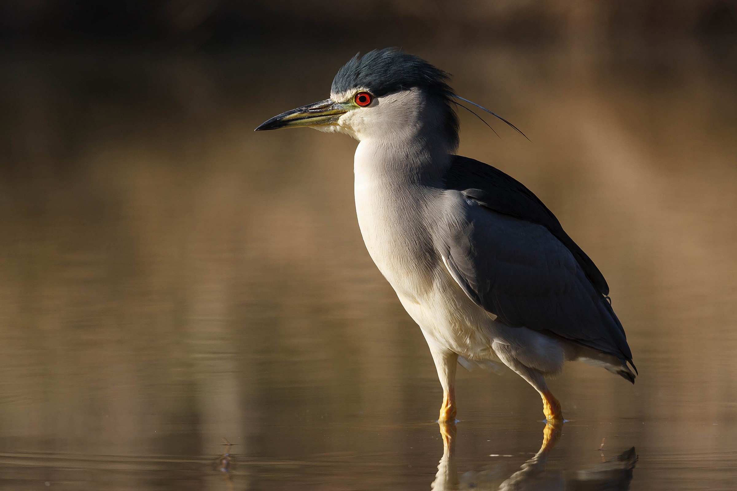 Nycticorax nycticorax