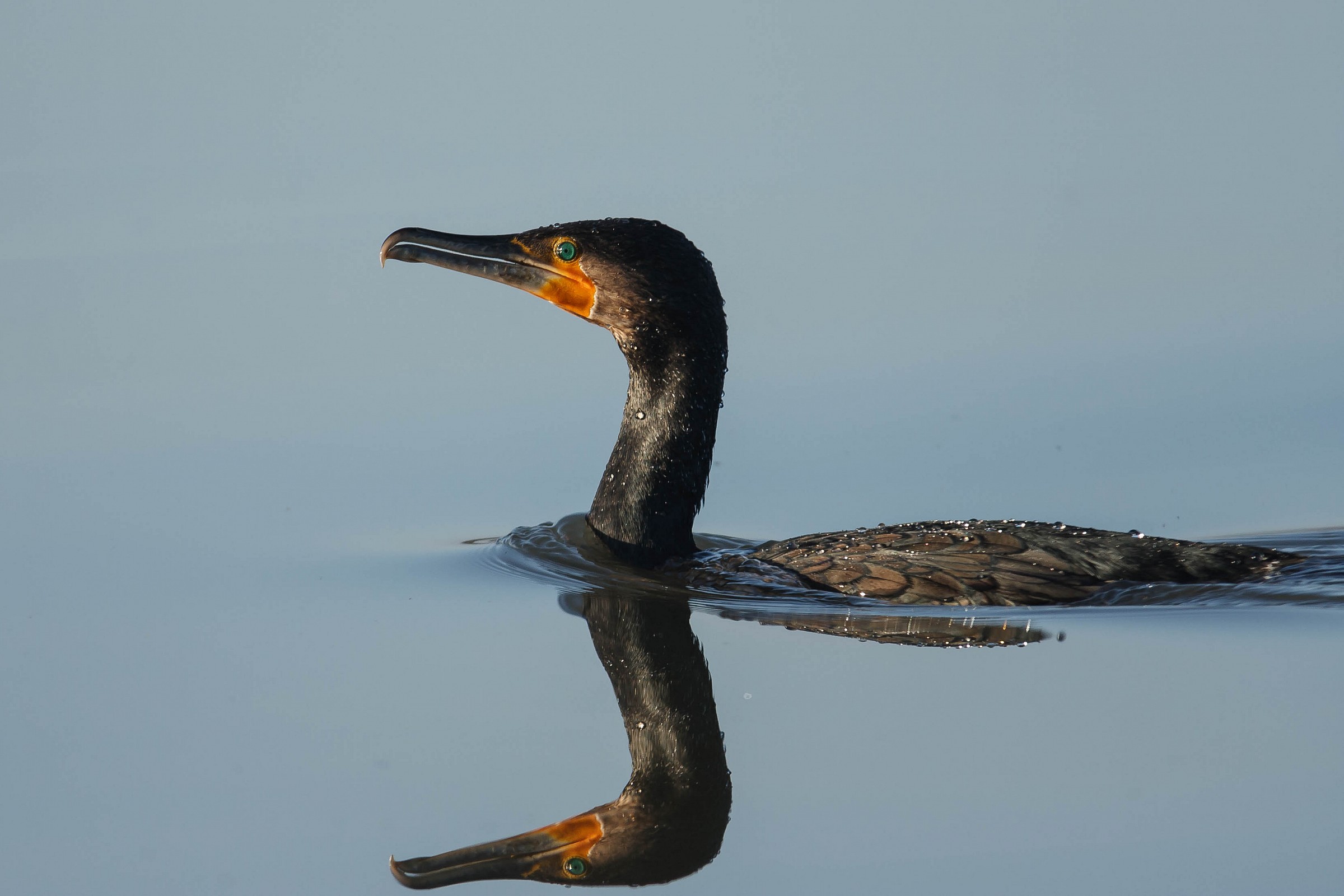 Phalacrocorax carbo