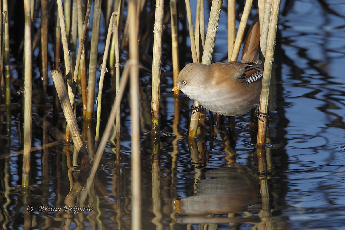sideburns female, in search of food