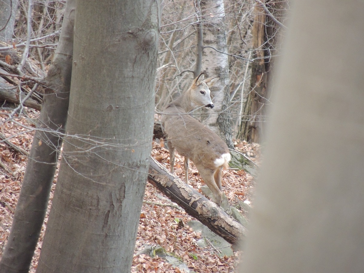 mi ha sentito!.... tra poco sparirà!!!!