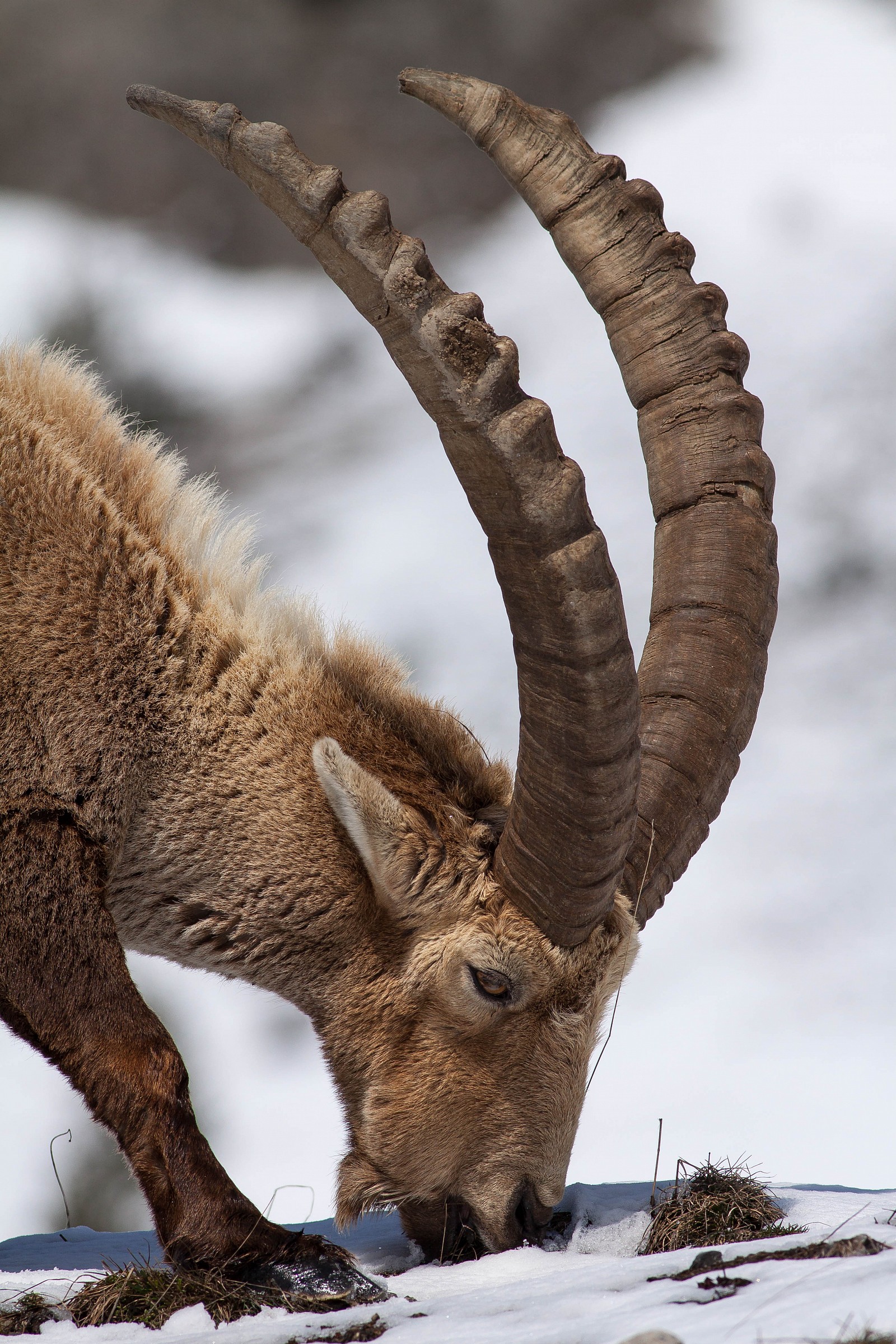 Capra ibex