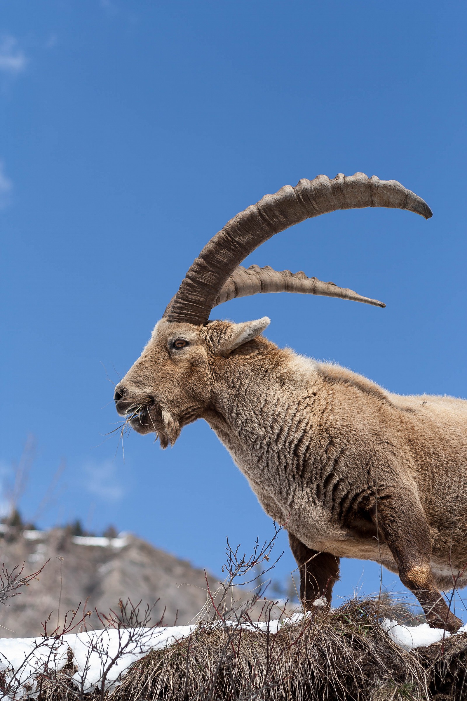 Capra ibex