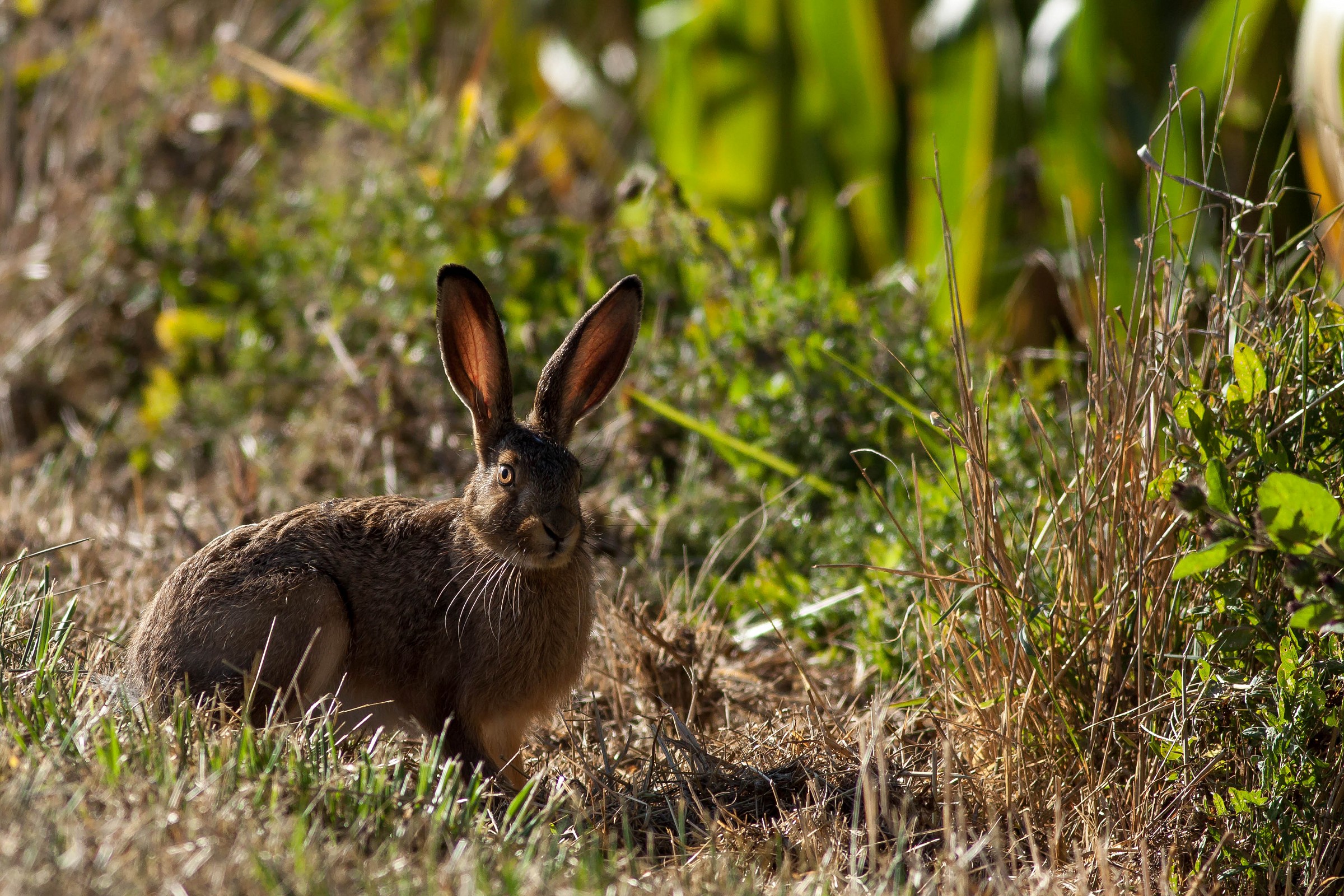 Lepus europaeus