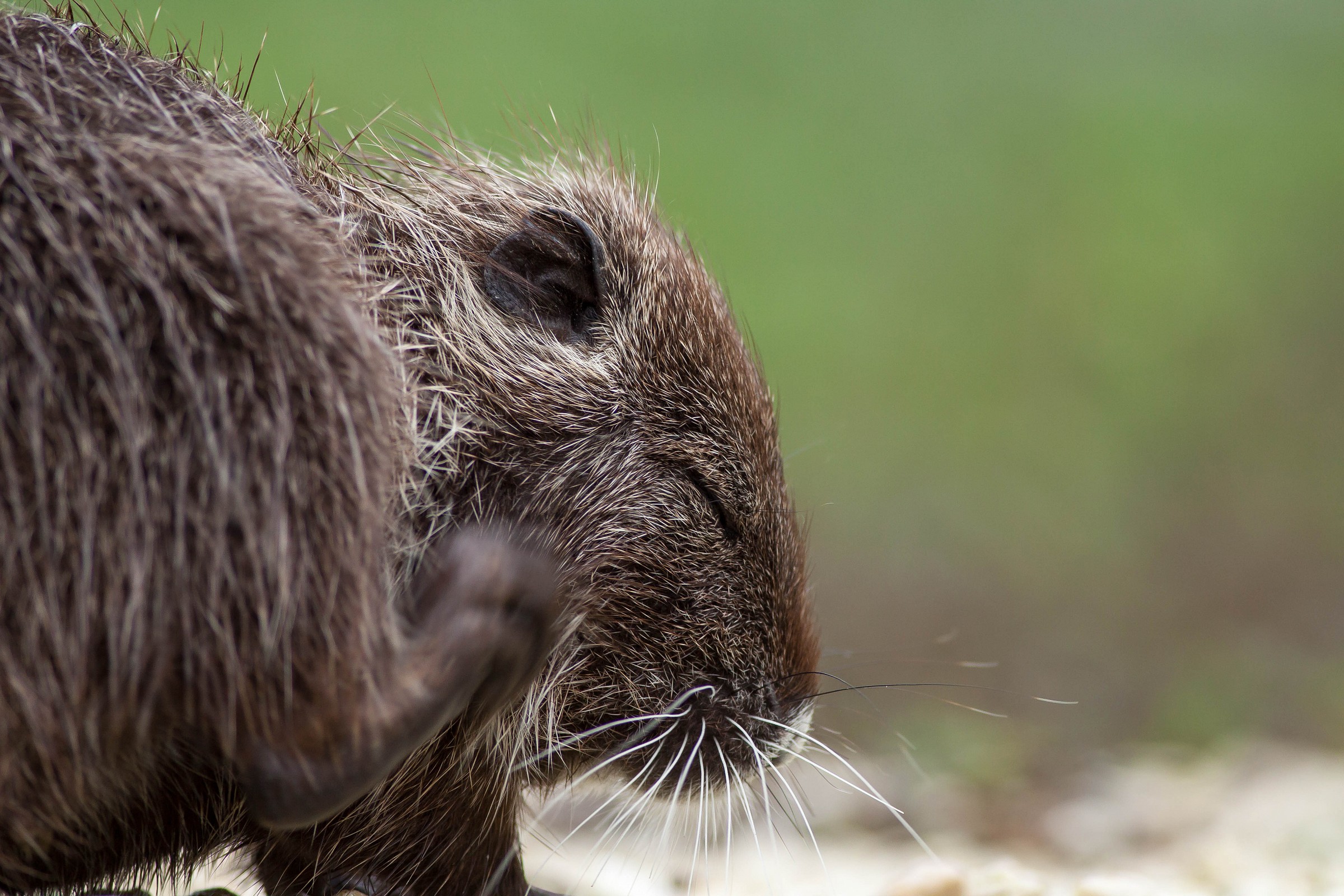 Myocastor coypus