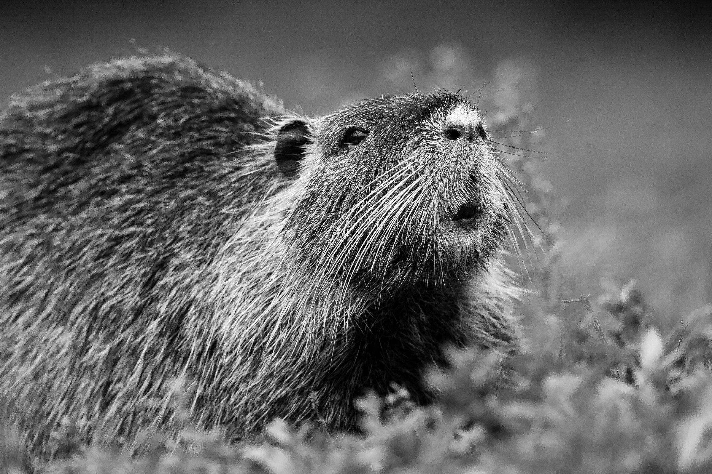 Myocastor coypus