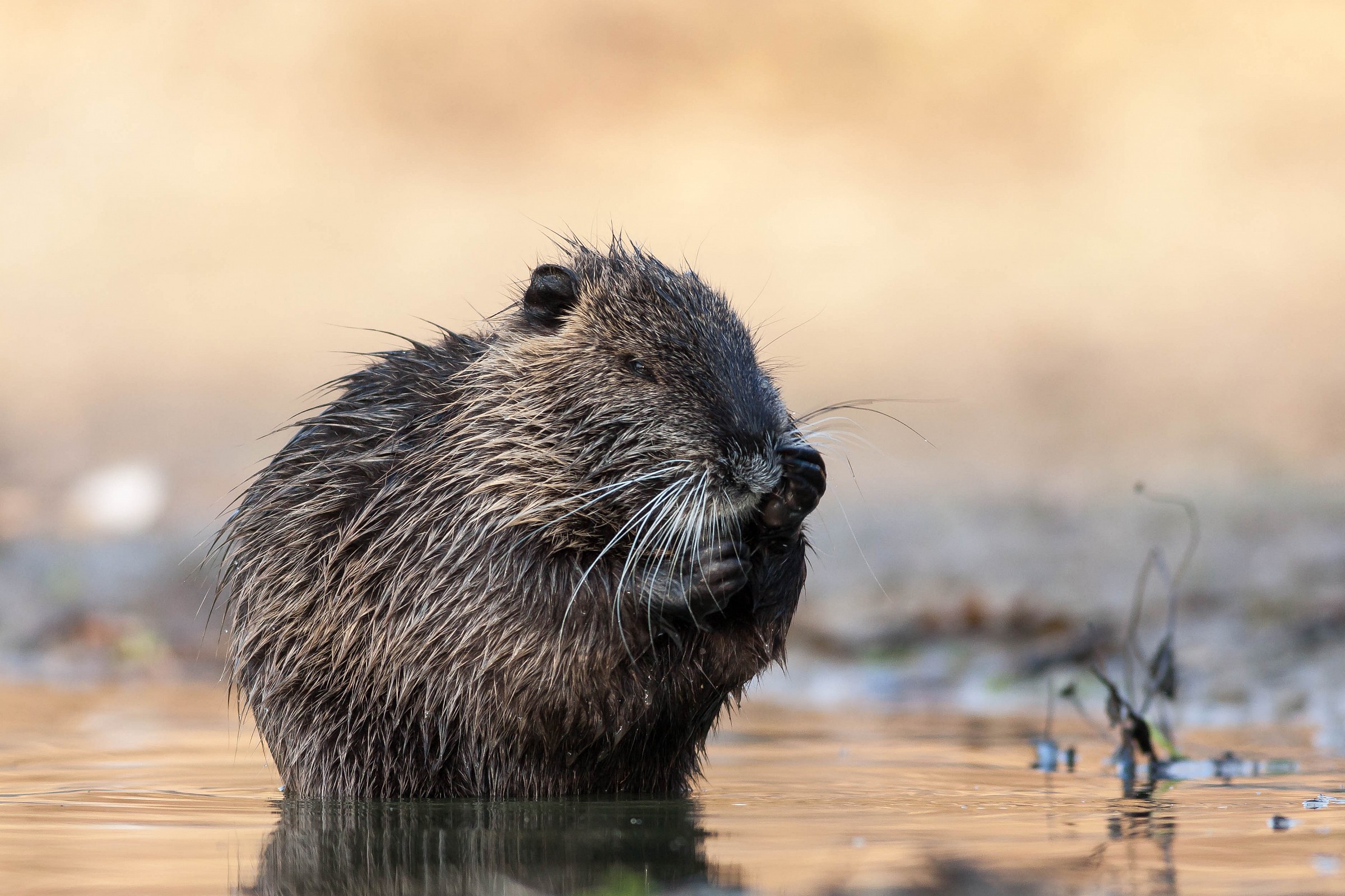 Myocastor coypus