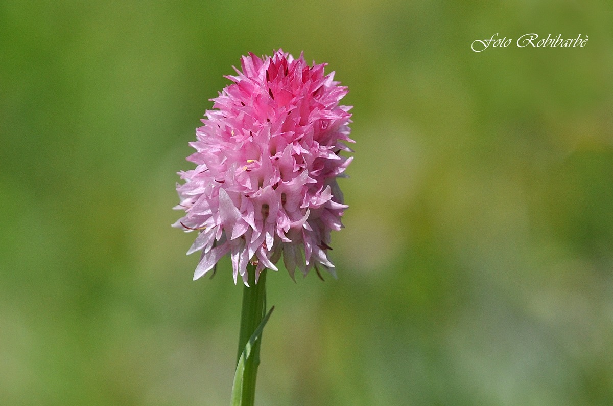 Esplosione d'estate...