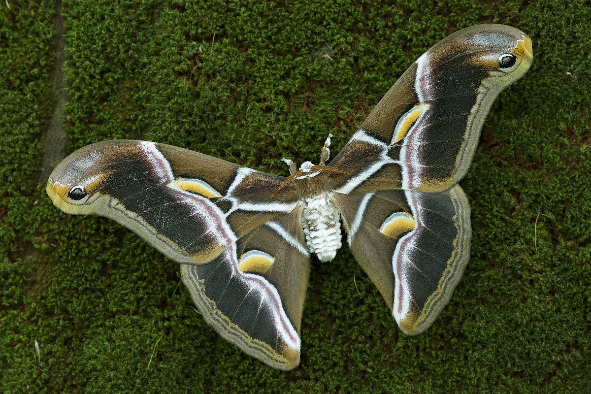 Samia del ricino (maschio)