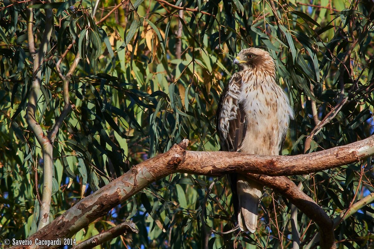 Booted Eagle