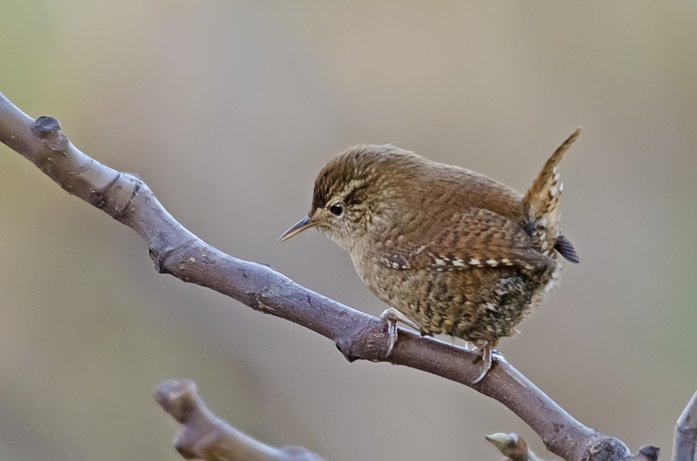 Wren