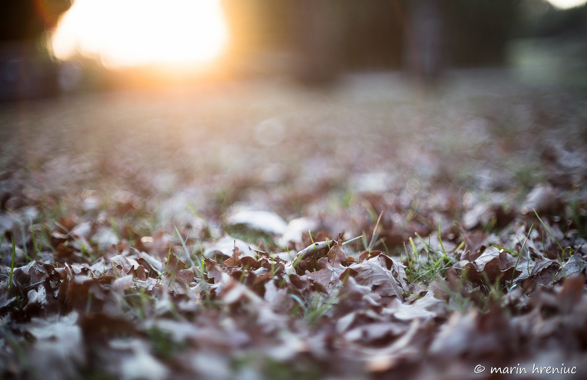 tramonto sotto le querce