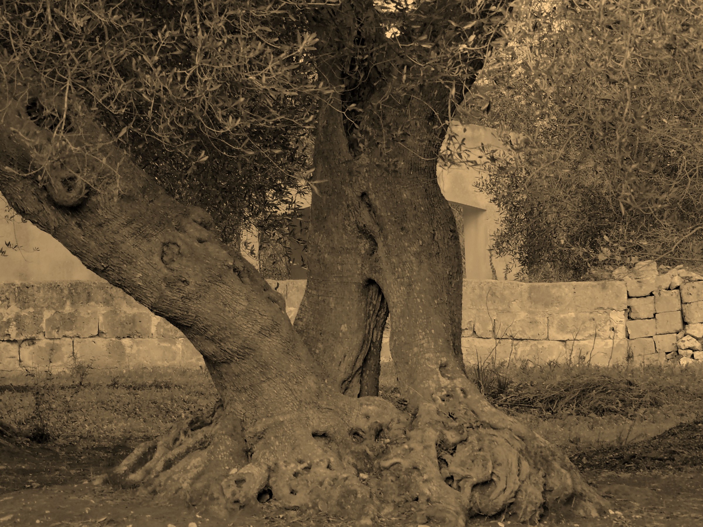 children of the same roots