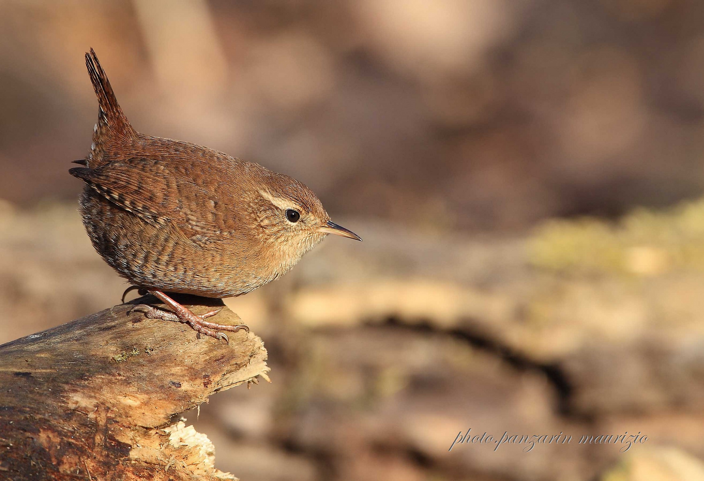 wren