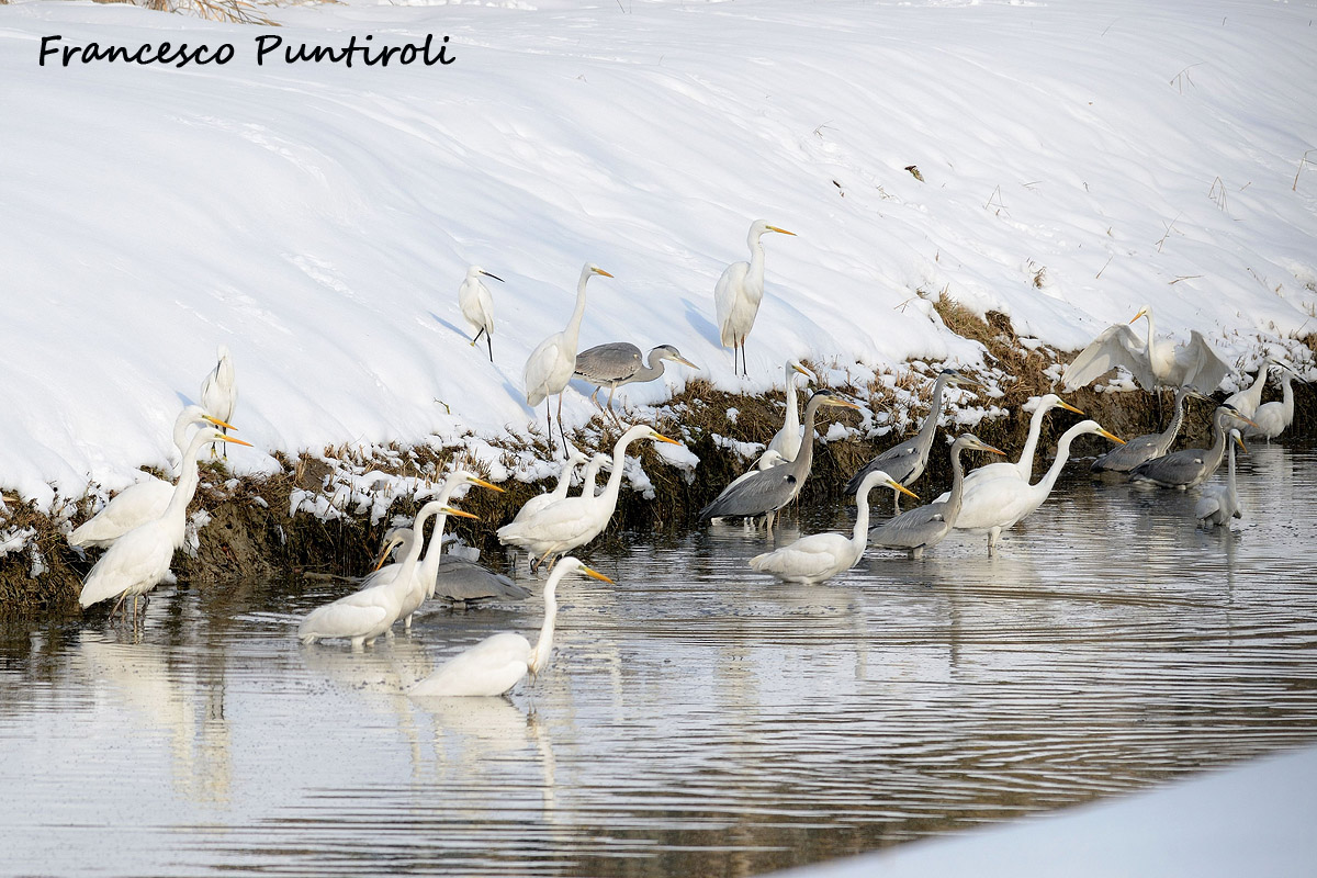 Il raduno degli aironi